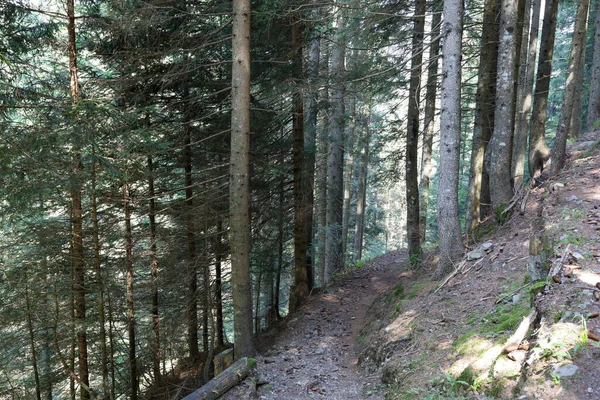 Bosco Natura Trentino Alto Adige Italia — Foto Stock