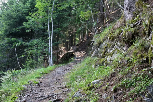 Bosco Natura Trentino Alto Adige Italia — Foto Stock