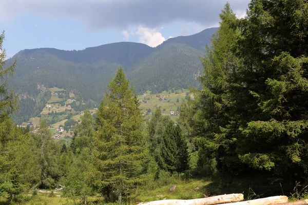 Δάση Και Φύση Στο Trentino Alto Adige Ιταλία — Φωτογραφία Αρχείου