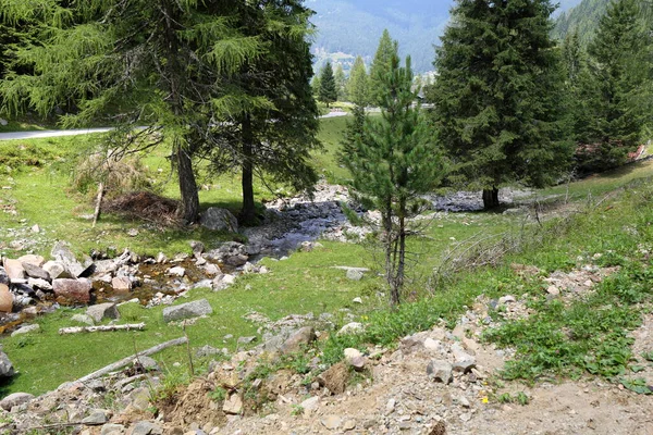 Δάση Και Φύση Στο Trentino Alto Adige Ιταλία — Φωτογραφία Αρχείου