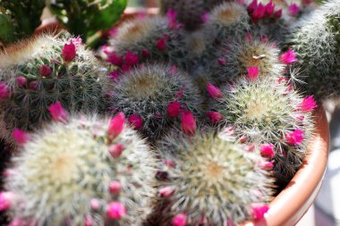 Saksıdaki kaktüsten taze çiçek geldi.