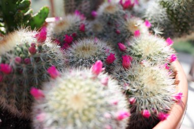 Saksıdaki kaktüsten taze çiçek geldi.