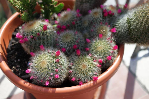 Flores Recién Florecidas Cactus Maceta — Foto de Stock