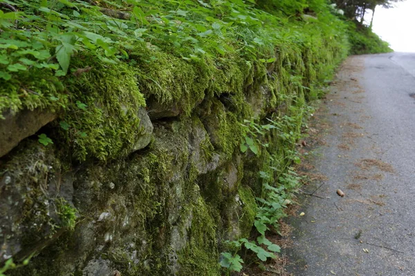 Bosco Natura Trentino Alto Adige Italia — Foto Stock