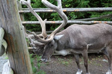 Stockholm, İsveç - 07 / 08 / 2019: Stockholm Skansen 'de cazibeler, atölyeler, zanaatkarlar ve hayvanlar sergileniyor