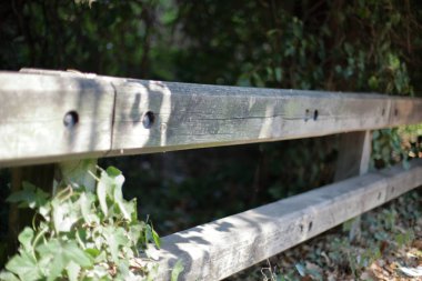 İtalya, Trentino Alto Adige 'de orman ve doğa