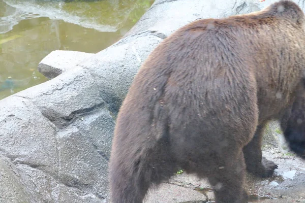 Stockholm, İsveç - 07 / 08 / 2019: Stockholm Skansen 'de cazibeler, atölyeler, zanaatkarlar ve hayvanlar sergileniyor