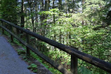 İtalya, Trentino Alto Adige 'de orman ve doğa