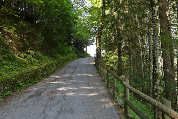 Las Przyroda Trentino Alto Adige Włochy — Zdjęcie stockowe