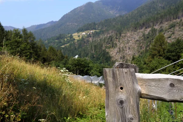 Δάση Και Φύση Στο Trentino Alto Adige Ιταλία — Φωτογραφία Αρχείου