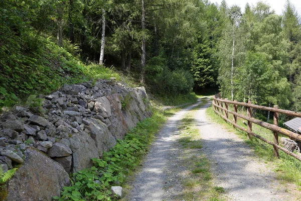 Bosco Natura Trentino Alto Adige Italia — Foto Stock