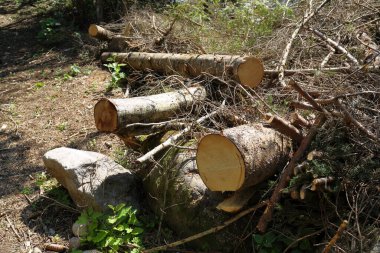 Ormanda kesilmiş odun yığınları