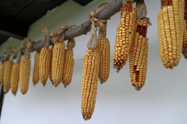 Hollk, Macaristan - 12 / 07 / 2020: Macaristan 'daki Hollk köyünün dışı