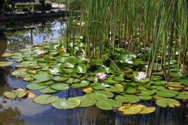 Budapeşte Margaret Adası Tuna Nehri 'nin ortasında.