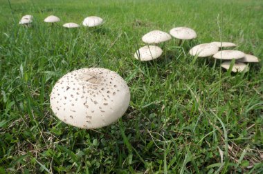 Yeşil çimlerin üzerinde mantar şemsiyesi. Klorofilyum molibditler. Seçici Odaklanma.                                   