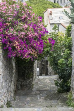 Portovenere 'de güzel salkım çiçekleriyle dolu küçük bir sokak.