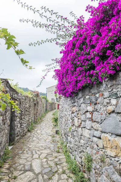 Pequeña Calle Con Unas Hermosas Plantas Flores Glicina Portovenere — Foto de Stock