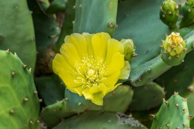 Dikenli armutun sarı çiçeği