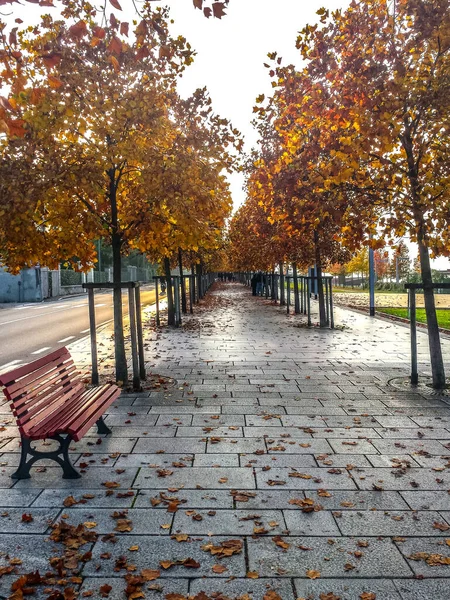 Gebladerte Een Herfstdag Luino Aan Het Lago Maggiore — Stockfoto