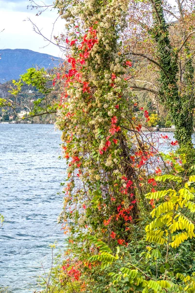 Loof Met Rode Kleur Bij Het Lago Maggiore — Stockfoto