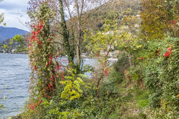 Blad Med Röd Färg Nära Sjön Maggiore — Stockfoto