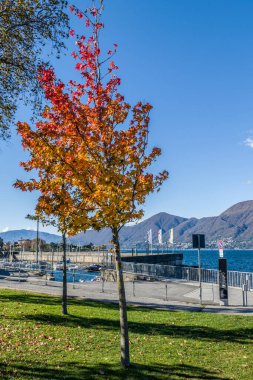 Maggiore Gölü yakınlarındaki Luino 'da kırmızı yapraklı yaprak.