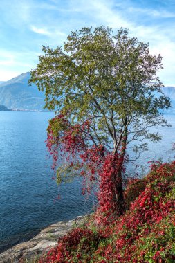 Maccagno 'daki Maggiore Gölü yakınlarında kırmızı yapraklı yaprak..
