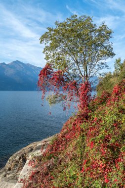 Maccagno 'daki Maggiore Gölü yakınlarında kırmızı yapraklı yaprak..