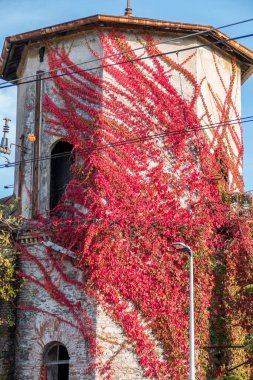 Luino 'daki tuğladan bir binaya yükselen kırmızı yapraklı bitkiler.