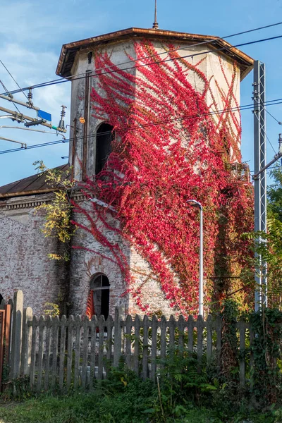 Follaje Con Plantas Con Hojas Rojas Que Elevan Sobre Edificio — Foto de Stock