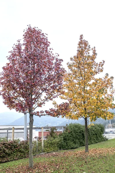 Loof Het Park Bij Het Maggioremeer Luino — Stockfoto