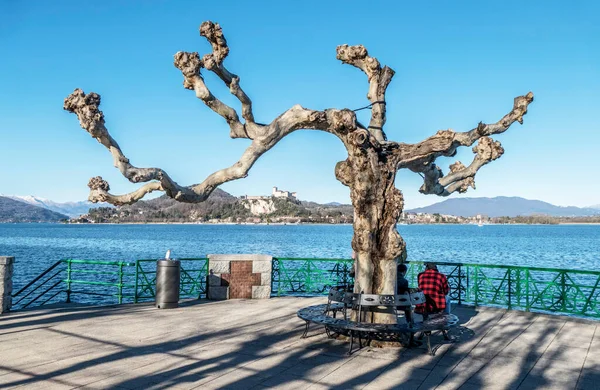 Old tree in the lake front of Arona with the lake and Angera in background