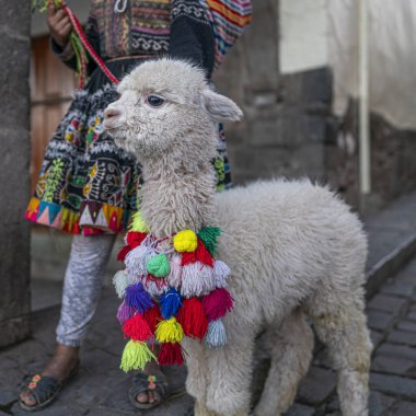 Peru, Cusco 'da bir kaldırım taşı caddesinde parlak püsküllerle süslenmiş tüylü alpaka. Bu And kamelyası geleneksel kültür ve mirası sembolize ediyor, renkli cazibesi ve benzersizliğiyle turistleri cezbediyor..