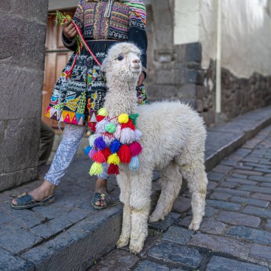 Peru, Cusco 'da bir kaldırım taşı caddesinde parlak püsküllerle süslenmiş beyaz alpaka. Andean geleneksel giysileri içinde bir insanın yanında duran bu resim Peru kültürünü, mirasını ve canlı geleneğini ön plana çıkarıyor..