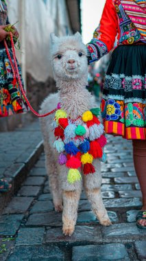 Cusco, Peru 'da bir kaldırım taşı caddesinde renkli püsküllerle süslenmiş sevimli genç alpaka. Andean geleneksel kıyafetleriyle çevrili bu hayvan, yerel miras, kültür ve turizmi yansıtıyor..