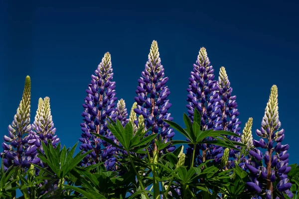 Mavi Gökyüzüne Karşı Lupin Çiçekleri Yaklaşın — Stok fotoğraf