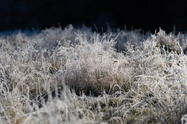 Frost Forest Undergrowth Glen Tilt Blair Atholl Cairngorms Escócia — Fotografia de Stock