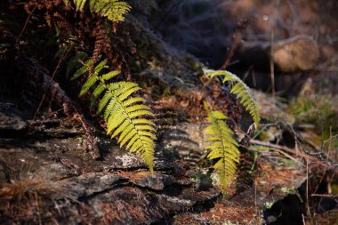 Glen Tilt, Blair Atholl, Cairngorms, İskoçya 'daki orman ormanlarındaki buzlar