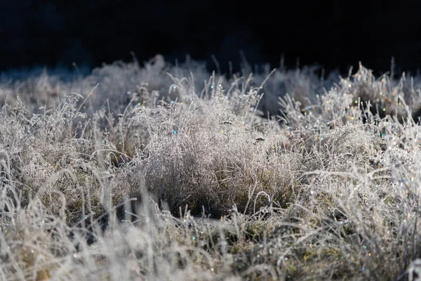 Frost Forest Undergrowth Glen Tilt Blair Atholl Cairngorms Scotland — Stock Photo, Image