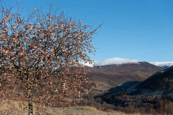 Beeren Auf Dem Baum Mit Munros Hintergrund Glen Tilt Blair — Stockfoto