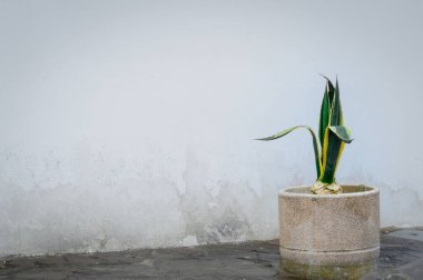 İlkbaharda duvarda kaktüs, Aljezur, Portekiz