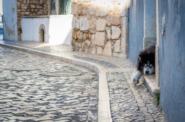 Pofuduk siyah beyaz köpek sokakta uyuyor, Faro, Portekiz