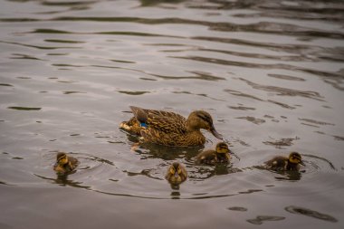 Ördek ve ördek yavruları baharda İskoçya 'da gölette.