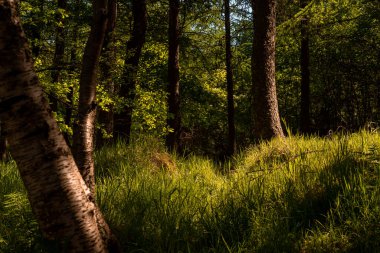 Orman yolu sabah güneşinde.