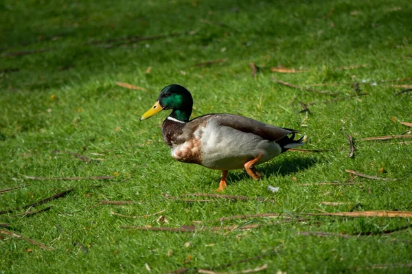 Canard Sur Herbe Isolé Cloleur — Photo