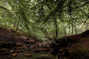 Polkemmet şehir parkı orman yolları