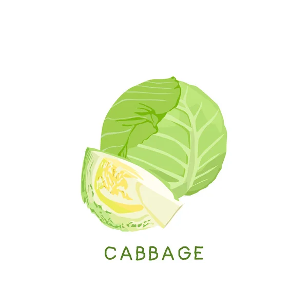 Fresh Vegetable Cabbage Isolated Vector Illustration — Stock Vector
