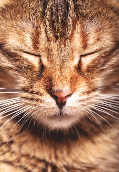 Portrait Sleeping Cat — Stock Photo, Image