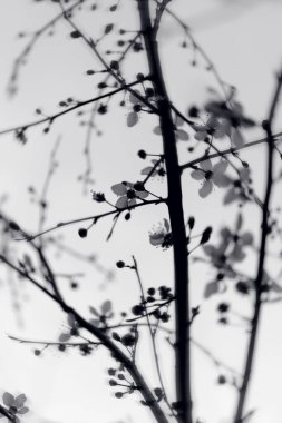 Öğleden sonra bahar çiçeklerinin yakın plan görüntüsü