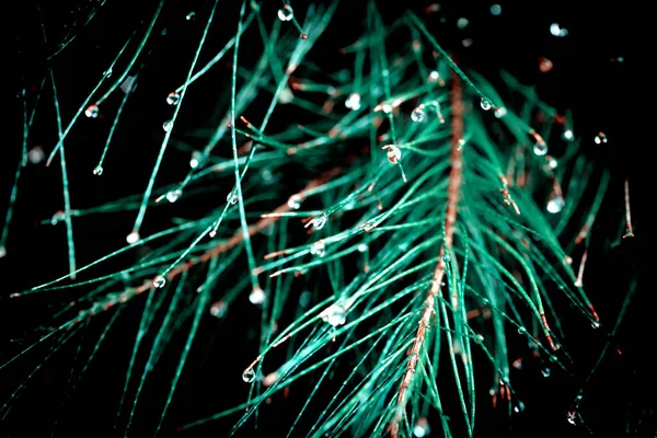 緑の葉や枝に雨滴 — ストック写真